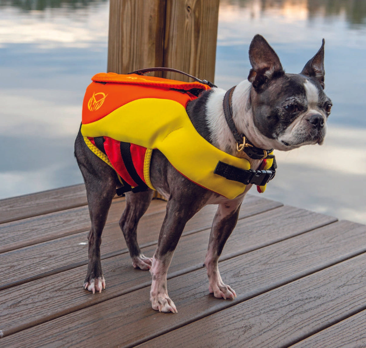 A Boston Terrier wears the Sage Neo Dog Vest, a yellow and orange vest with black straps, standing on a dock by the water.